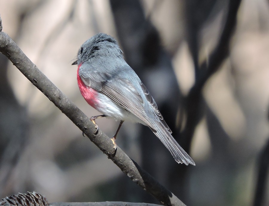 Rose Robin - ML32722021
