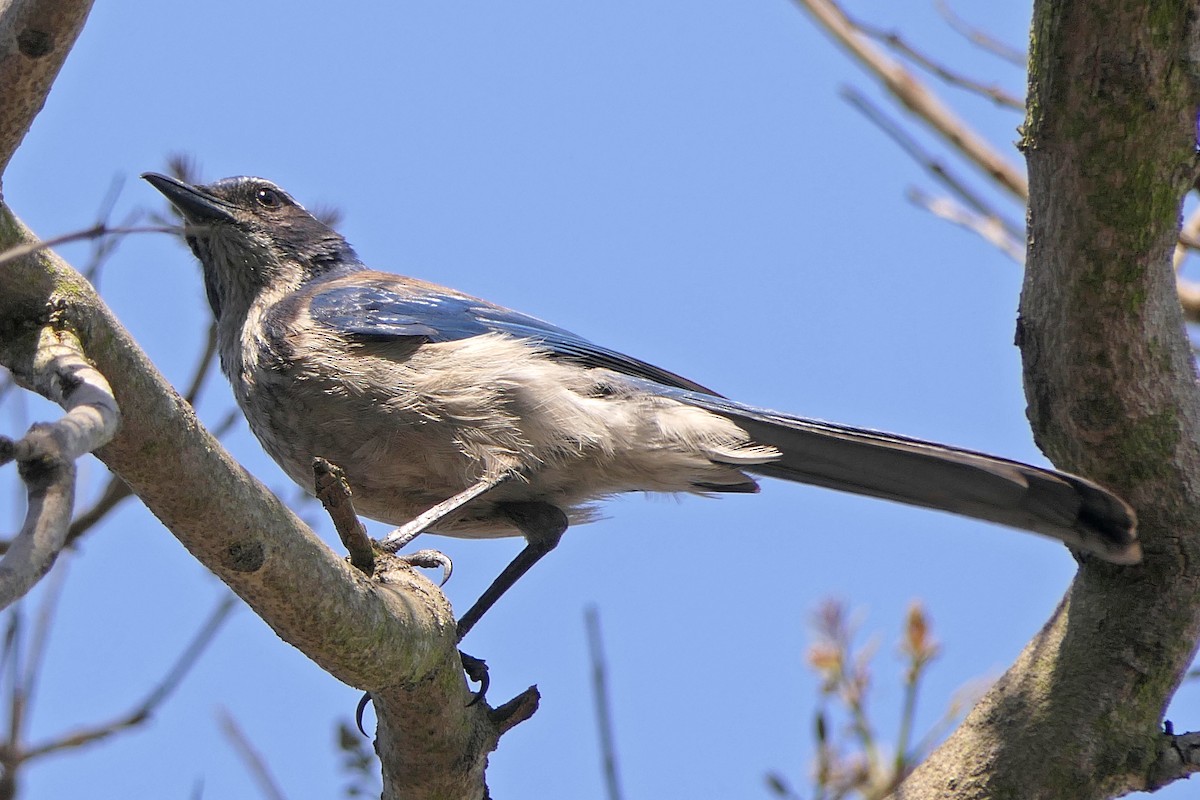 California Scrub-Jay - ML327221201