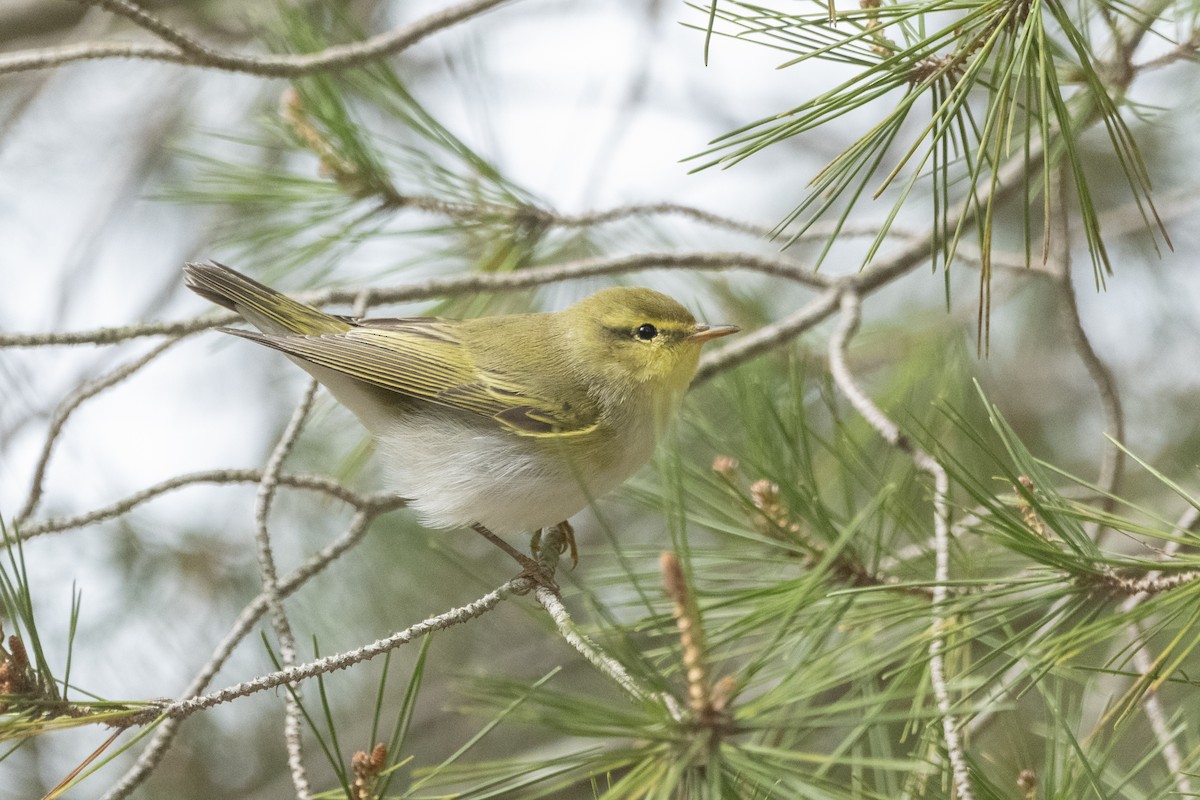 Wood Warbler - Miguel Vallespir Castello