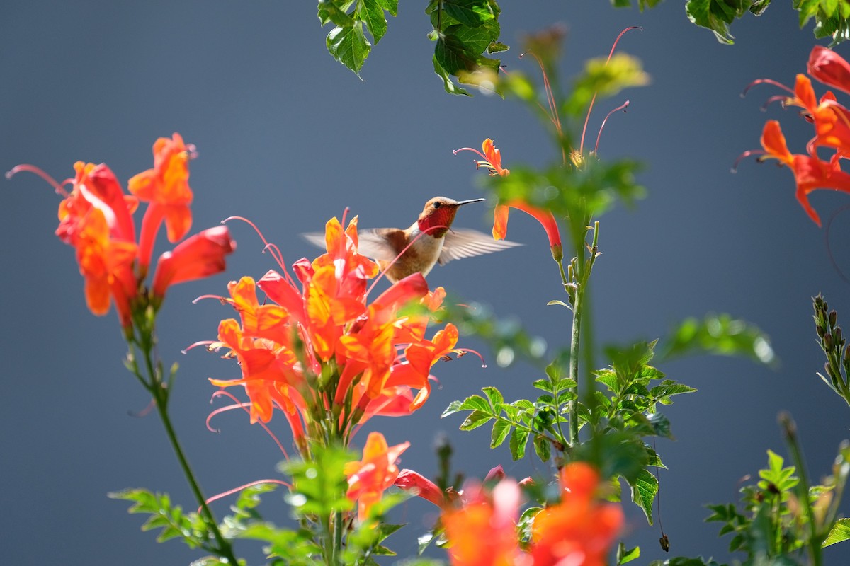 Rufous Hummingbird - Madeleine Claire