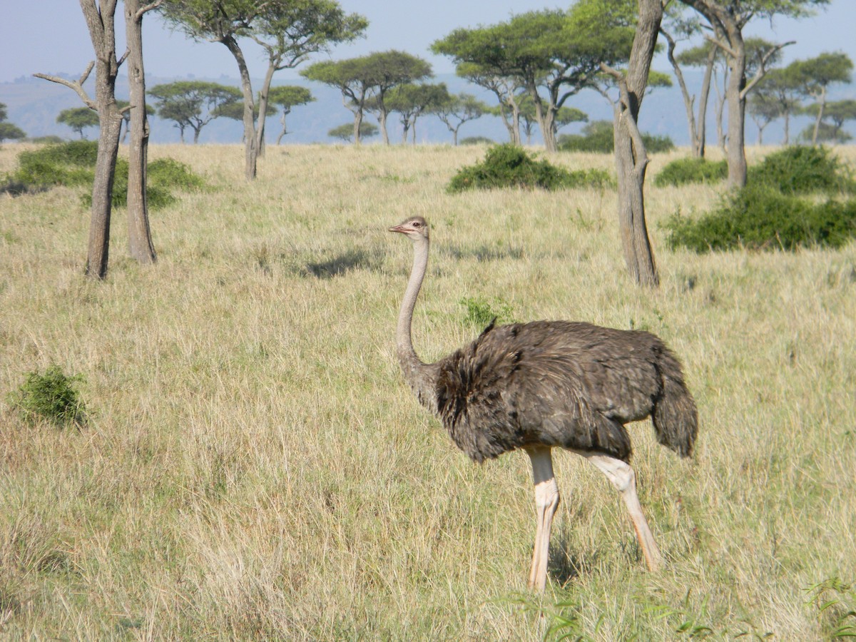Common Ostrich - ML327223911