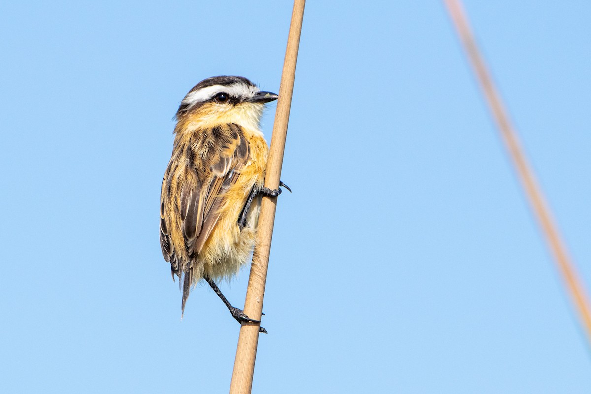 Sharp-tailed Tyrant - Diego Kondratzky