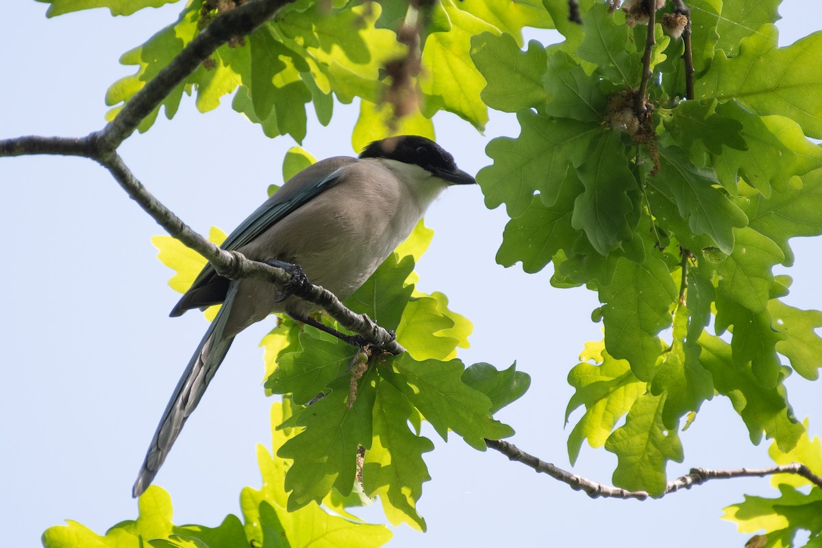 Iberian Magpie - Ana Amaral