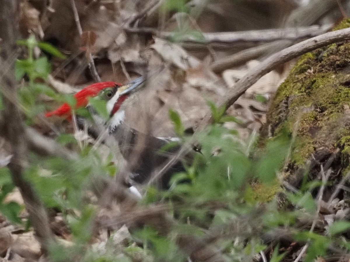 Pileated Woodpecker - ML327226701