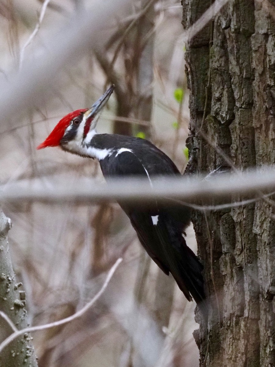 Pileated Woodpecker - ML327226711
