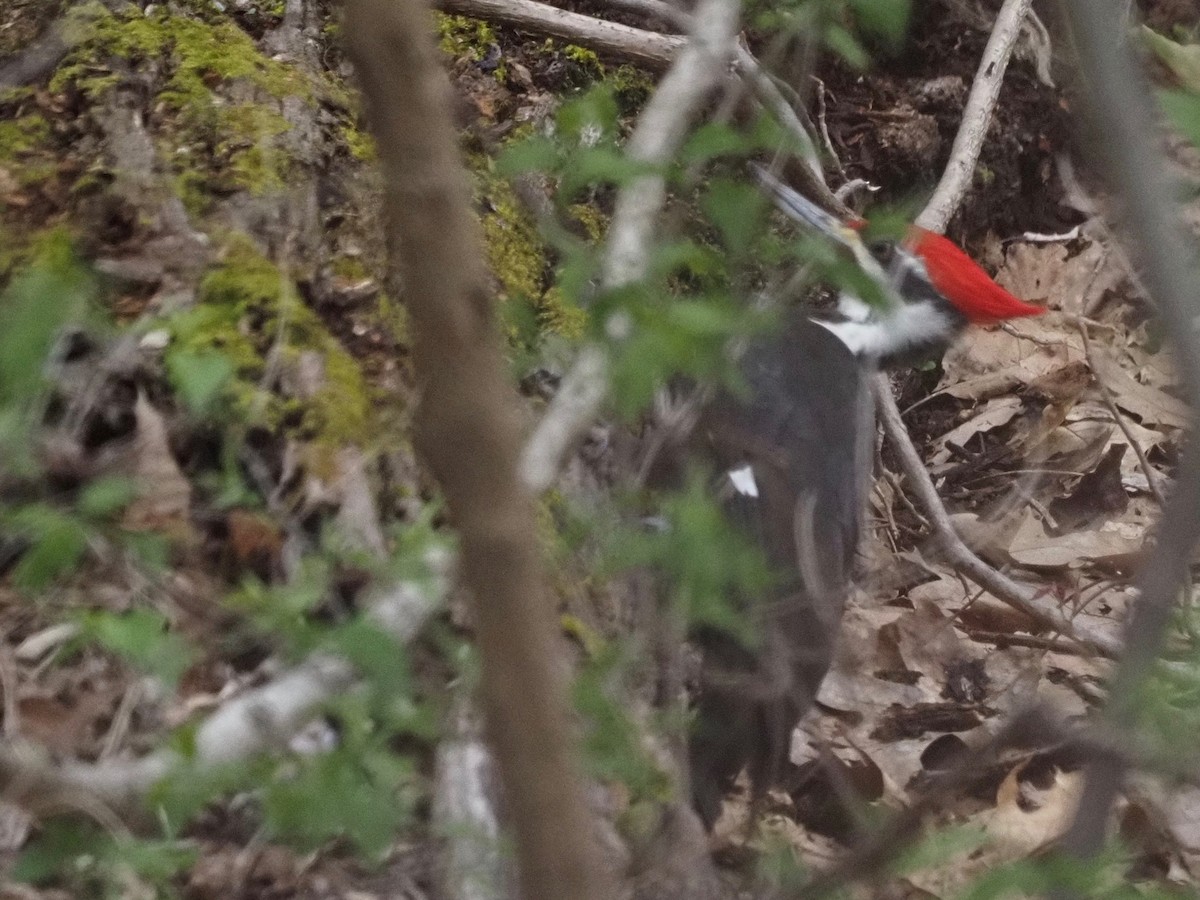 Pileated Woodpecker - ML327226761
