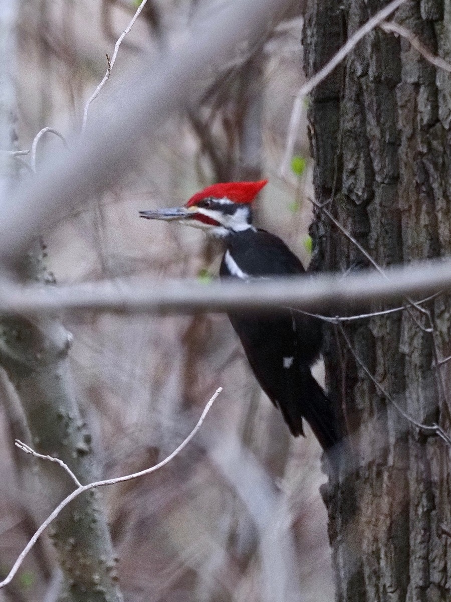 Pileated Woodpecker - ML327226781