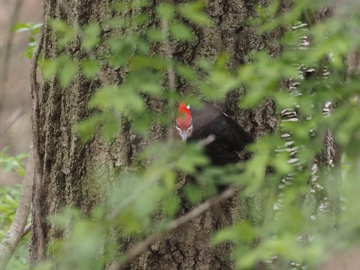 Pileated Woodpecker - ML327226811