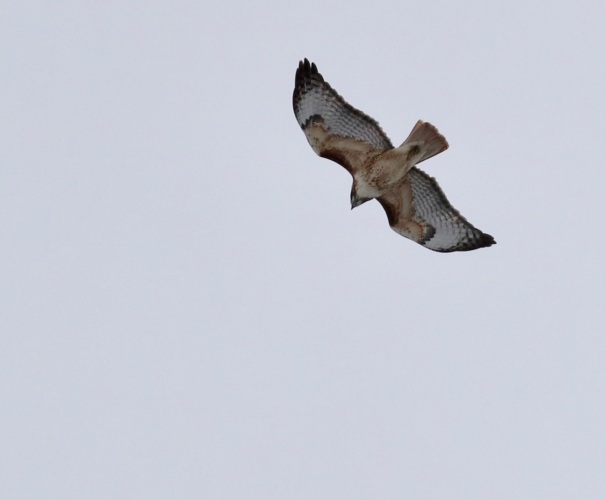 Red-tailed Hawk - ML327227611