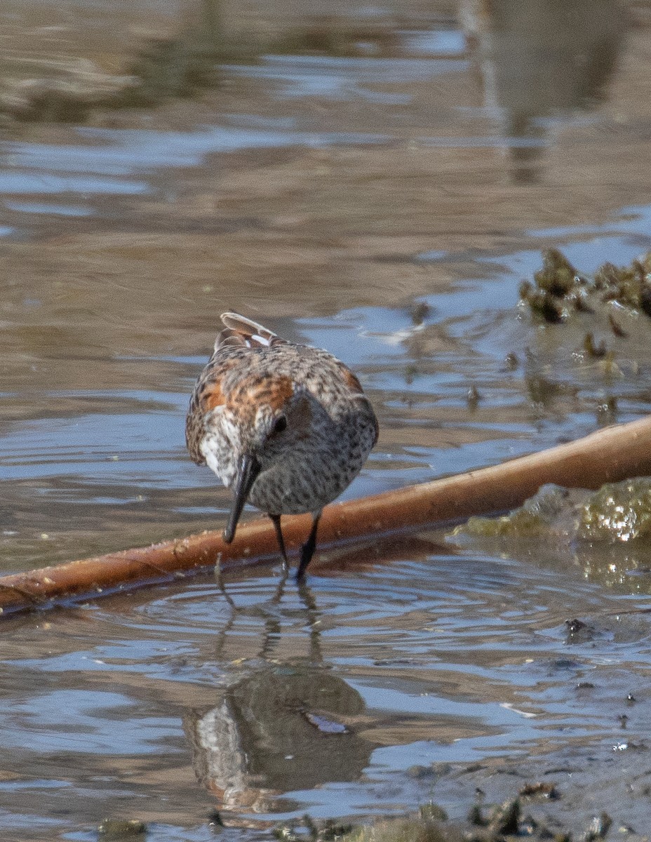 Western Sandpiper - ML327228101