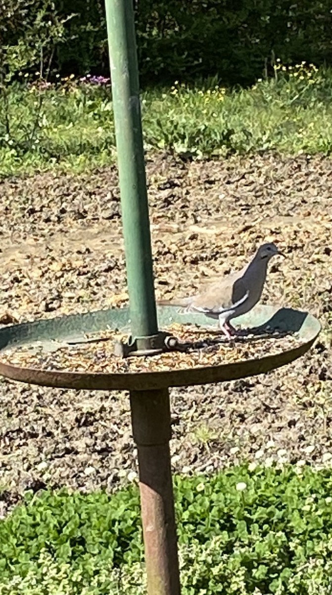 White-winged Dove - ML327230241