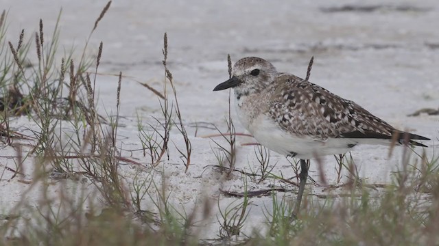 Black-bellied Plover - ML327230971