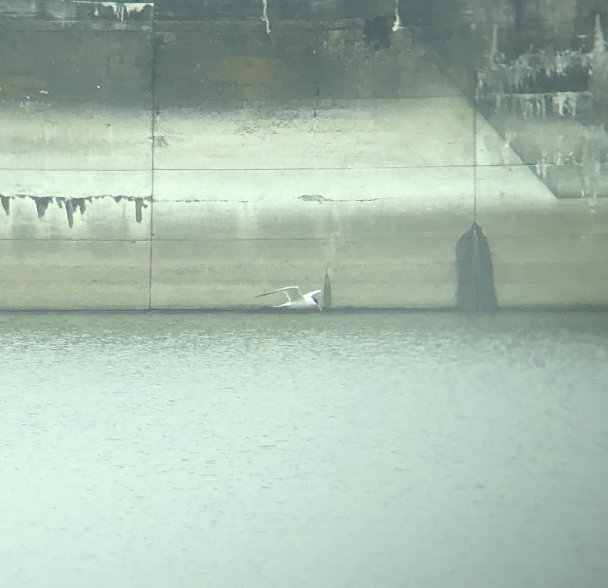 Caspian Tern - ML327231031
