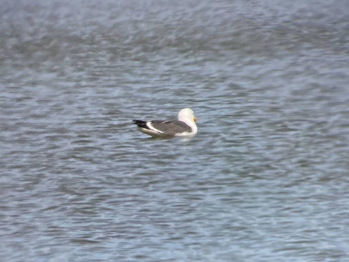 Lesser Black-backed Gull - ML327232591