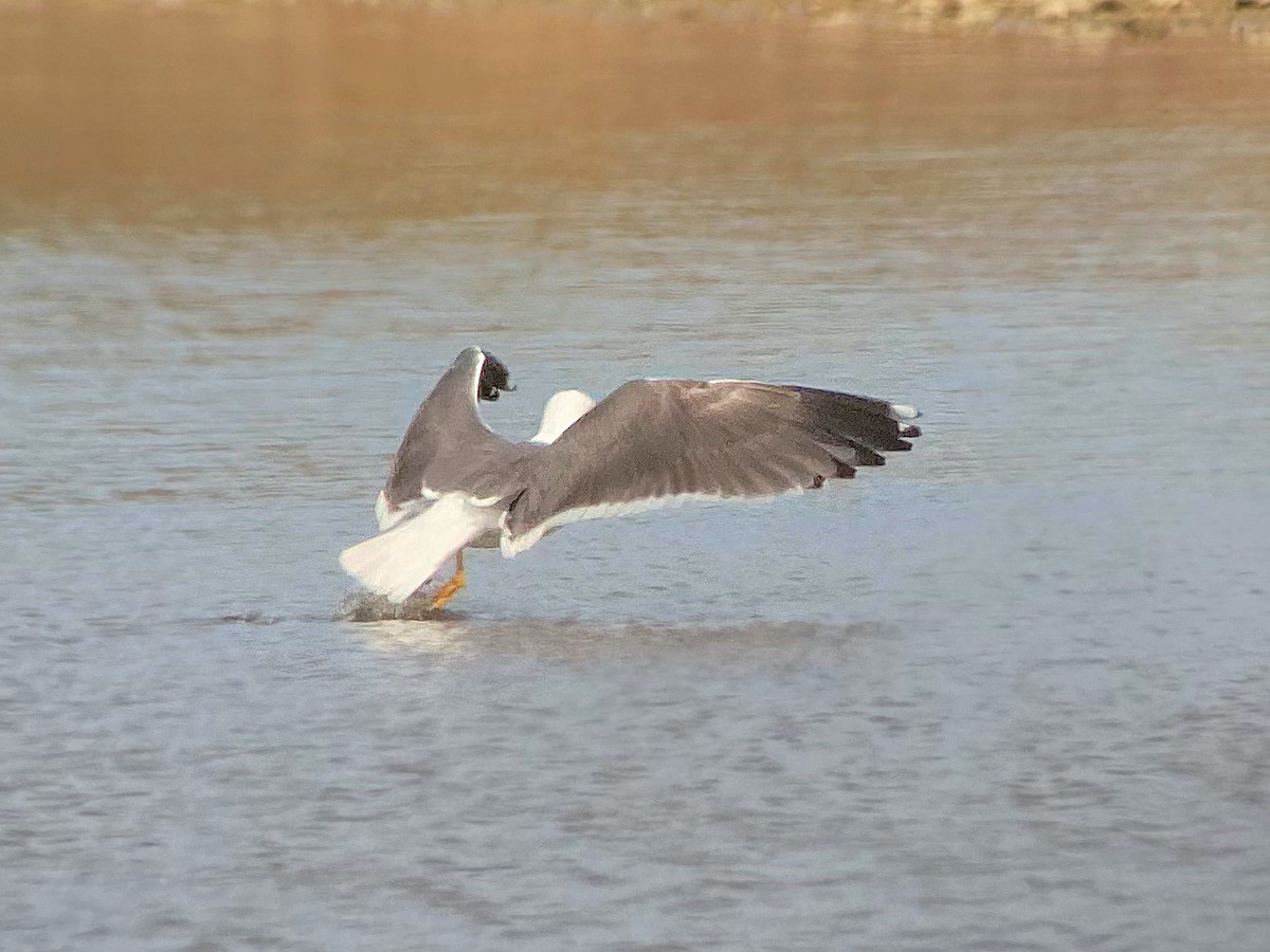 Lesser Black-backed Gull - Urs Geiser