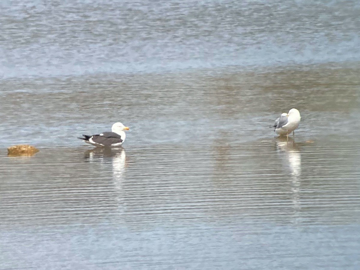 Lesser Black-backed Gull - ML327232701