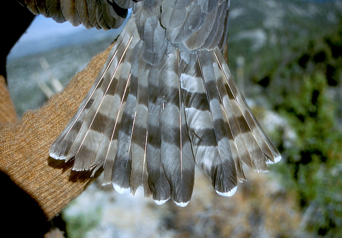 Cooper's Hawk - ML327233161