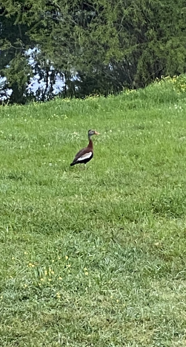 Black-bellied Whistling-Duck - ML327233511