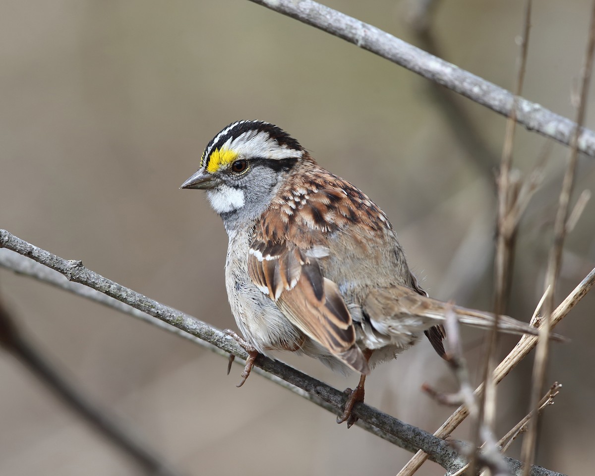 White-throated Sparrow - ML327234351