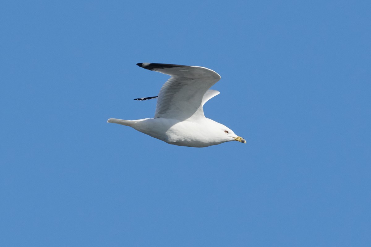 Ring-billed Gull - ML327234371