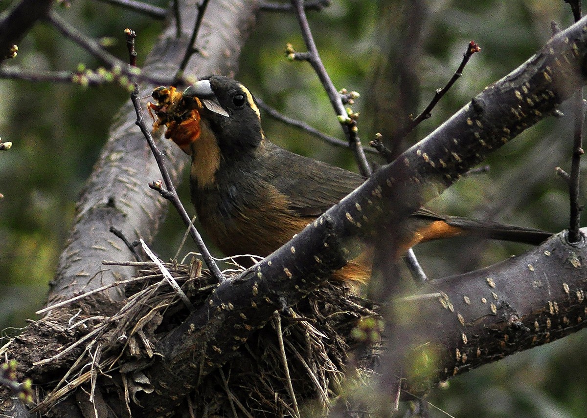 Golden-billed Saltator - ML32723441