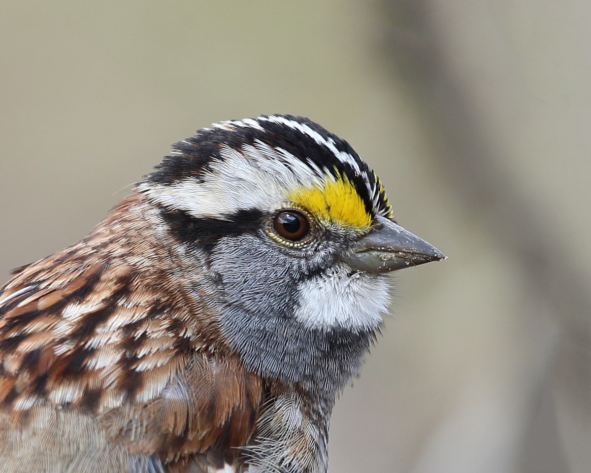 White-throated Sparrow - ML327234421