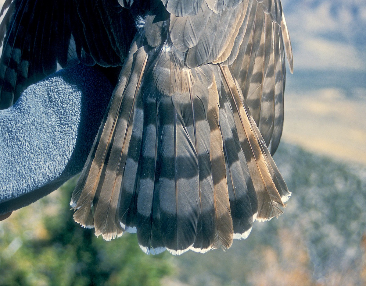 Cooper's Hawk - ML327234811