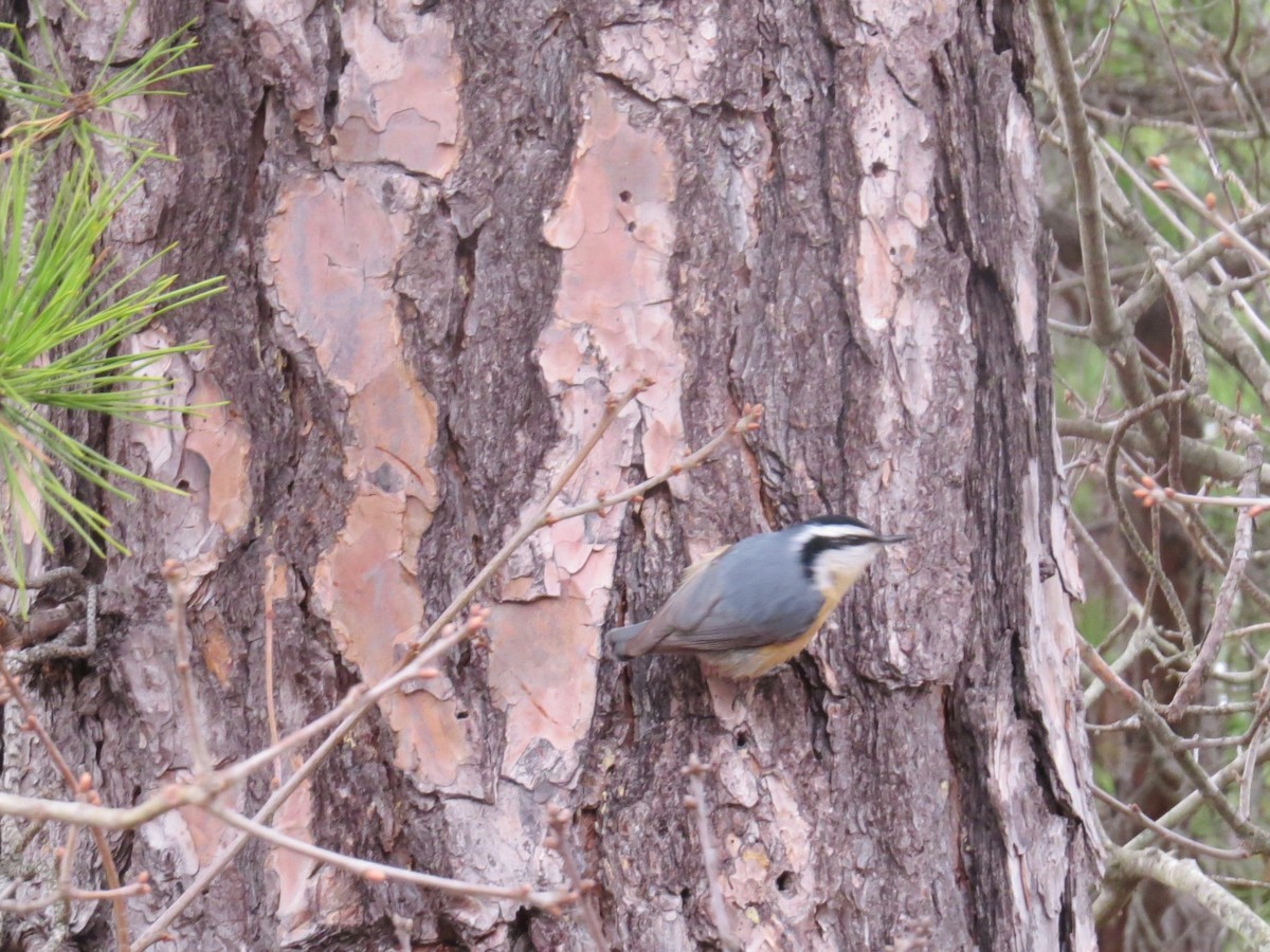 Red-breasted Nuthatch - ML327235741