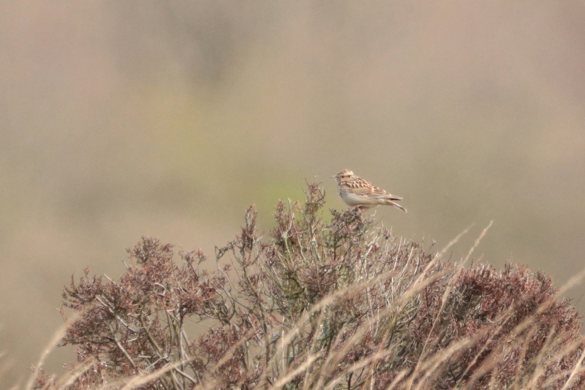 Wood Lark - ML327236561