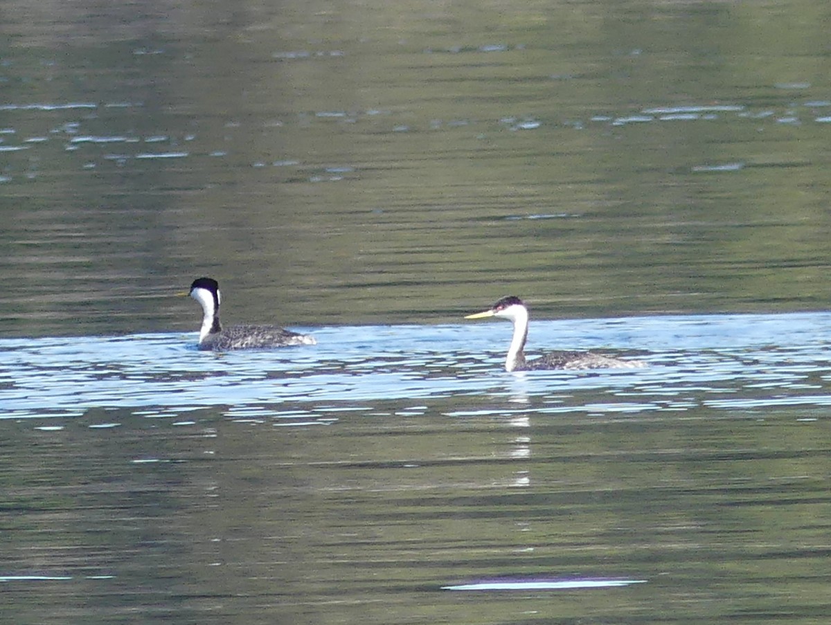 Western Grebe - Gordon Curry