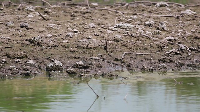 Pectoral Sandpiper - ML327241011