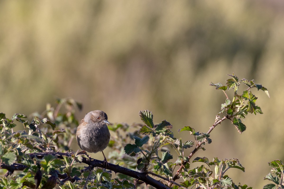 Dunnock - ML327241371