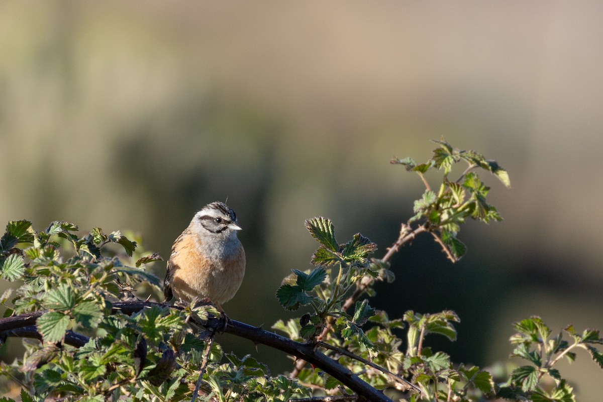 Rock Bunting - ML327241561