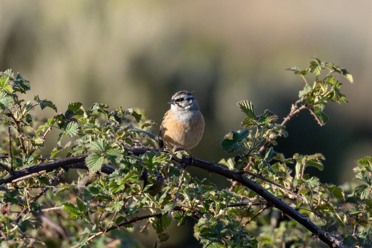 Rock Bunting - ML327241581