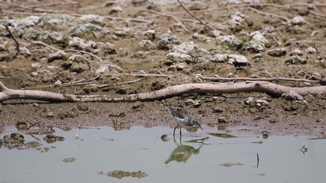 Lesser Yellowlegs - ML327242381