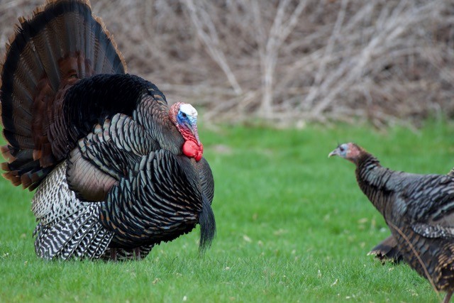 Wild Turkey - ML327243111