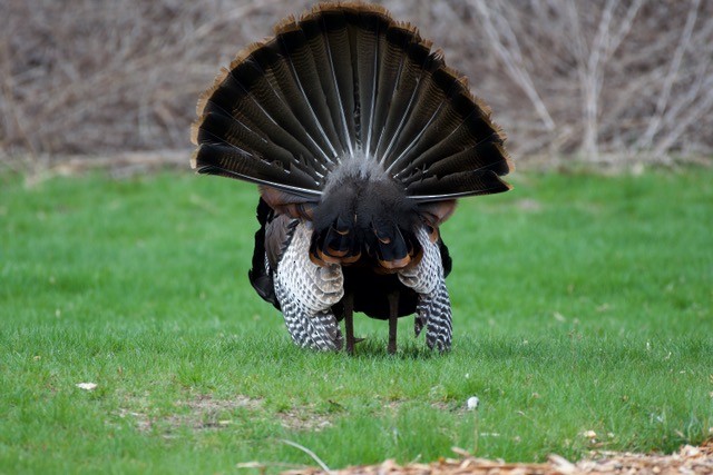 Wild Turkey - ML327243171