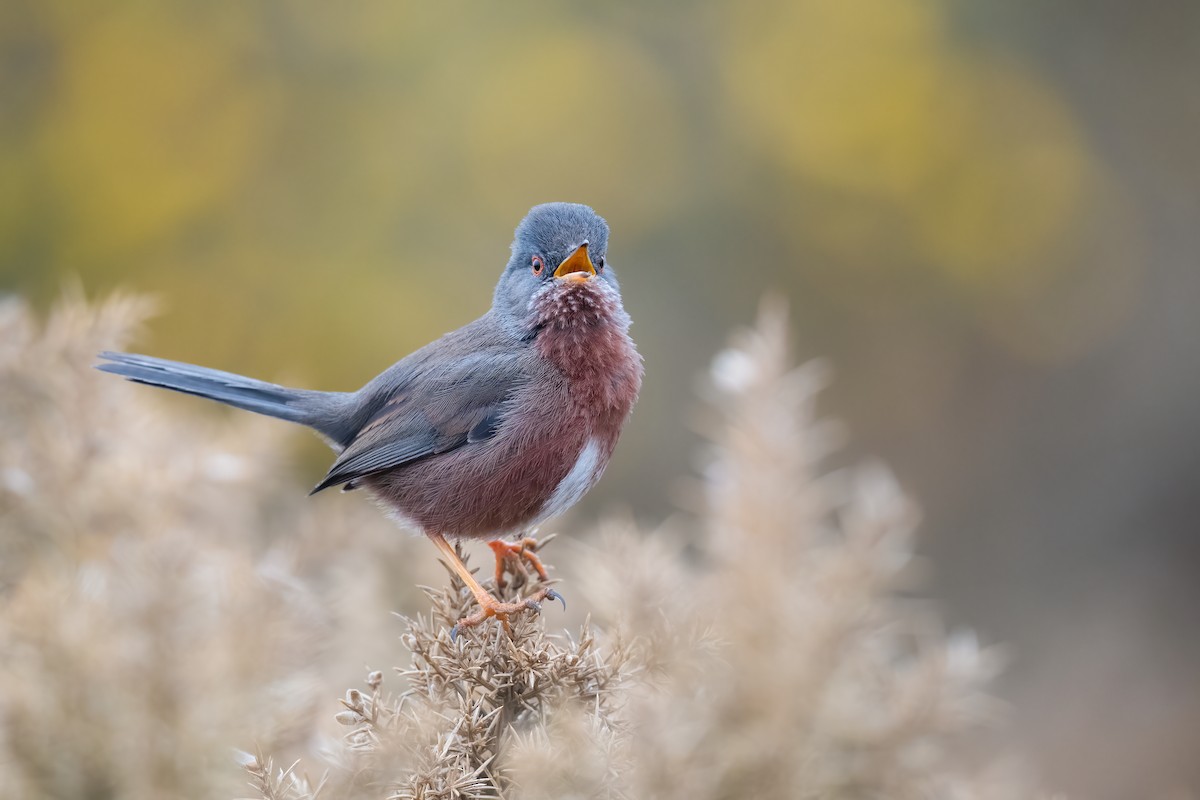 Dartford Warbler - ML327244711