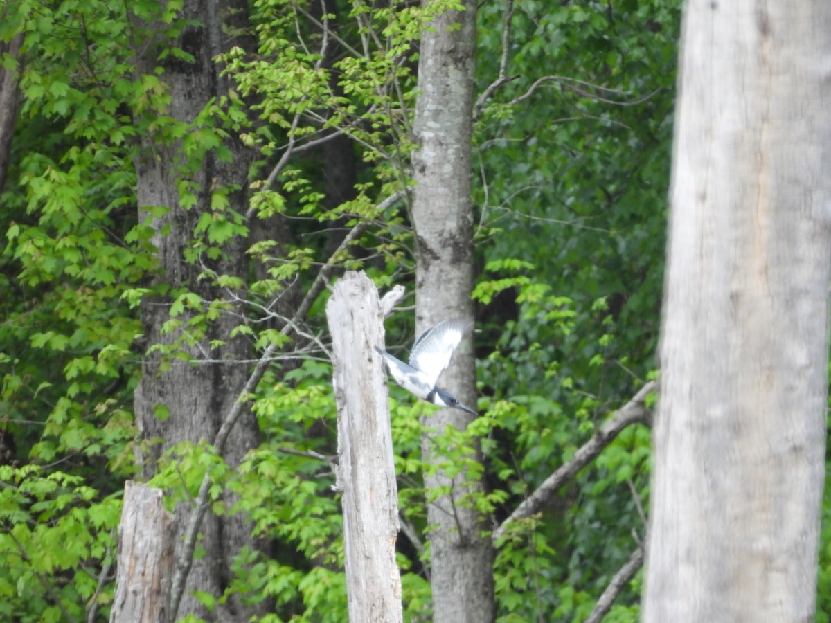 Belted Kingfisher - ML327244891