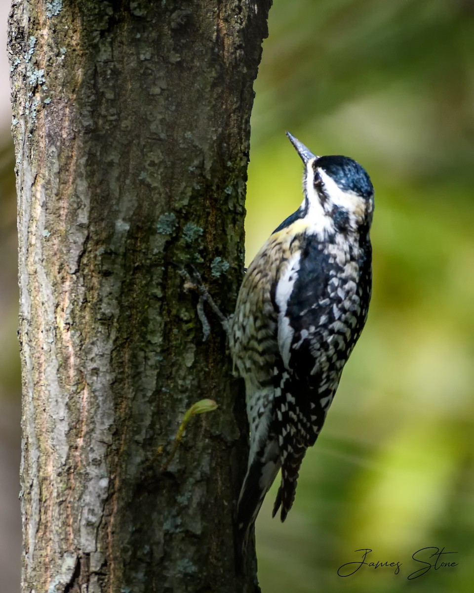 Yellow-bellied Sapsucker - ML327248851