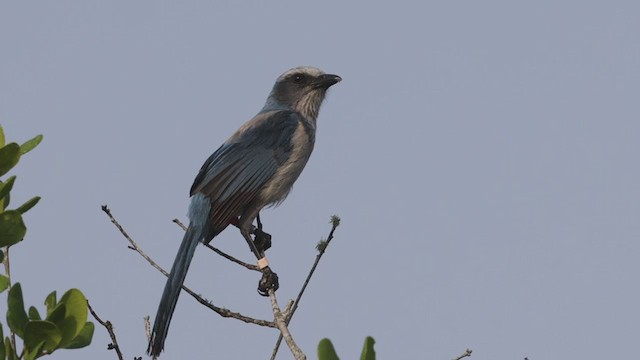 Florida Scrub-Jay - ML327249321