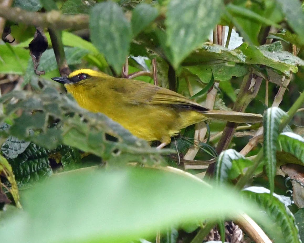 Citrine Warbler (Bolivian) - Tini & Jacob Wijpkema