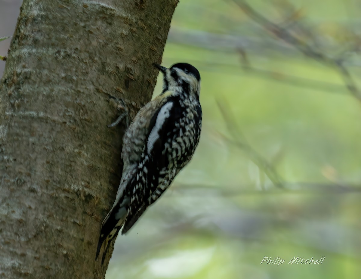 Yellow-bellied Sapsucker - ML327249591