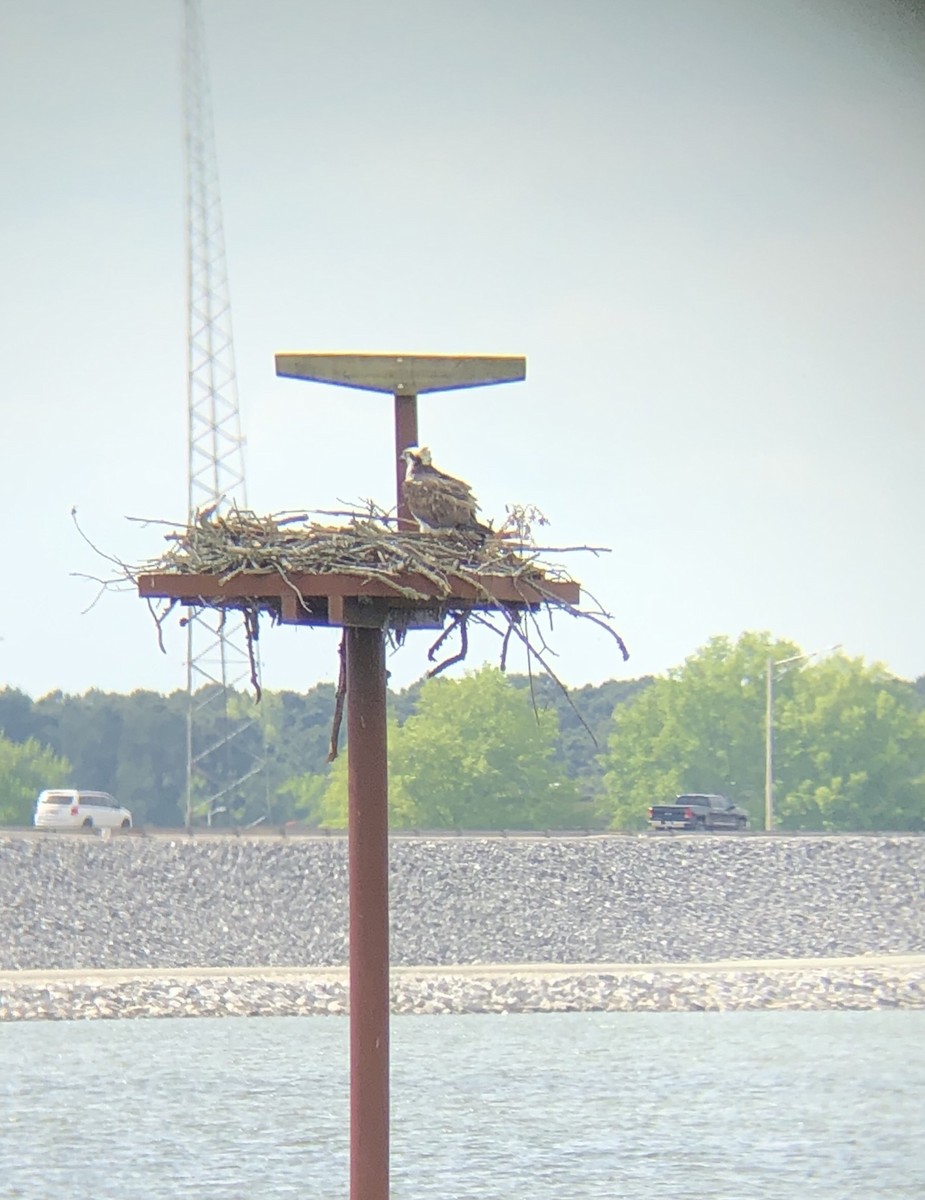 Osprey - ML327250061