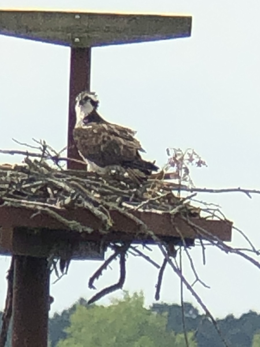 Osprey - ML327250121