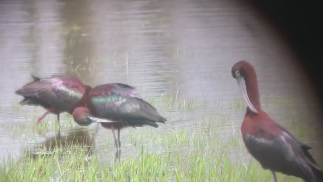 ibis americký - ML327251511