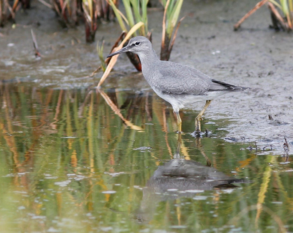 Wandering Tattler - Stephan Lorenz