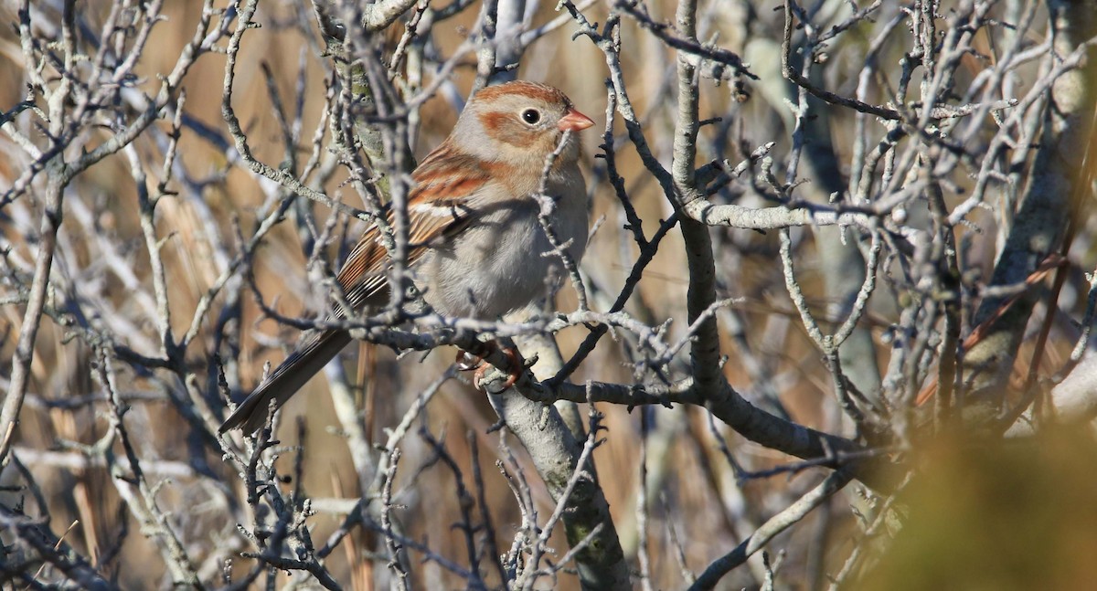 Field Sparrow - ML327252871