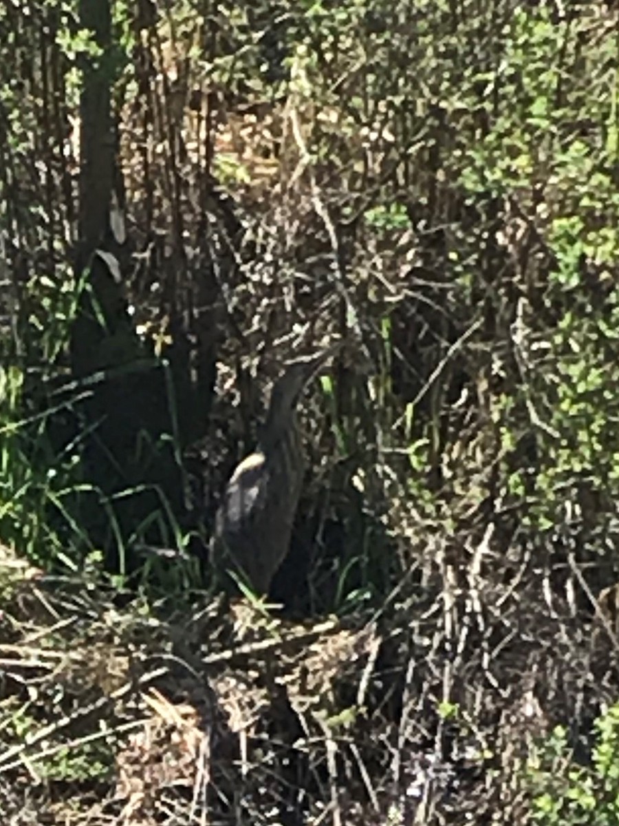 American Bittern - ML327254951