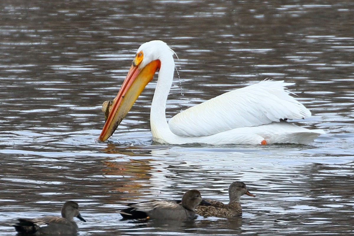 American White Pelican - Ron Podhajsky